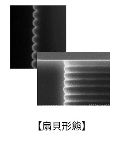 扇貝形態